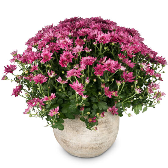 Herbststimmung (rosa Chrysantheme)