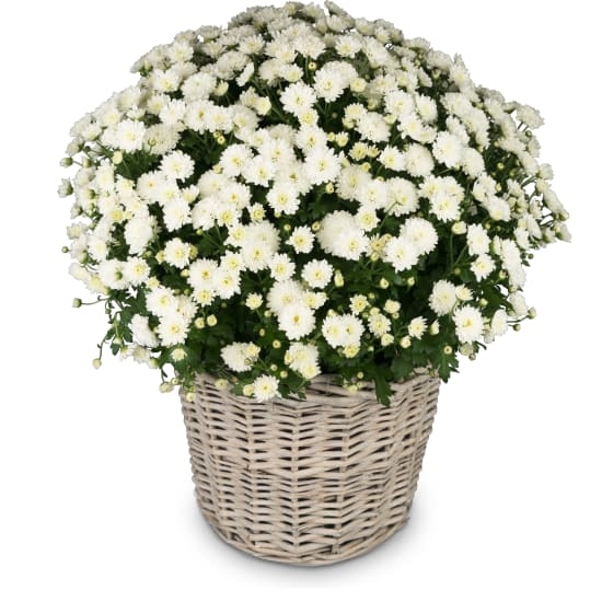 Herbstzauber (weiße Chrysantheme)