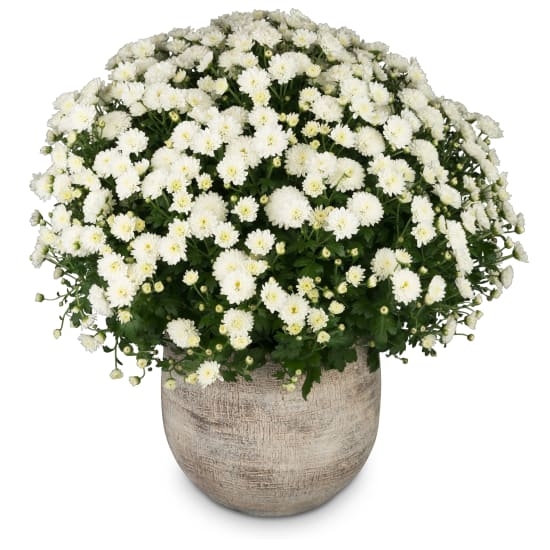 Herbststimmung (weiße Chrysantheme)