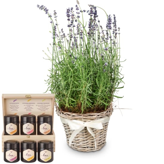 Duft der Provence (Minimum)