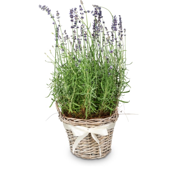 Duft der Provence (Lavendel)