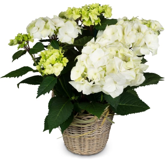 Vintage Charm (weiße Hortensie)